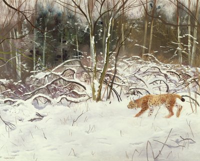 Le lynx et le lièvre - Douglas Anderson