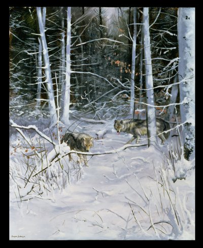 Loups dans une forêt enneigée - Douglas Anderson