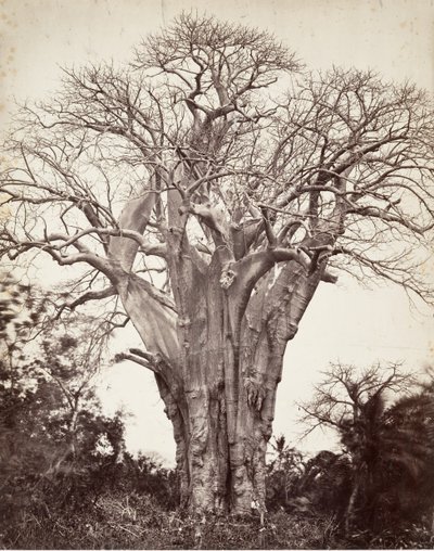 Baobab à Mohéli, 1863 - Désiré Charnay
