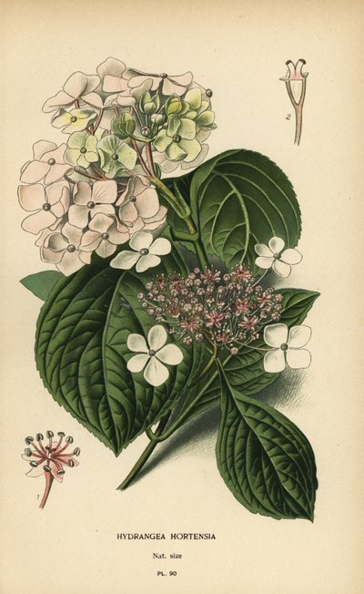Hortensia à grandes feuilles, Hydrangea macrophylla - Désiré Georges Jean Marie Bois