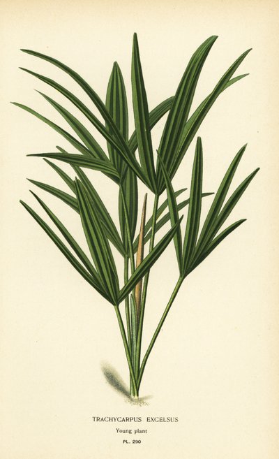 Palmier lady palm ou palmier bambou, Rhapis excelsa (Trachycarpus excelsus). Chromolithographie d