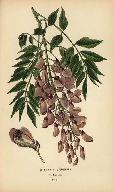 Glycine de Chine, Wisteria sinensis - Désiré Georges Jean Marie Bois