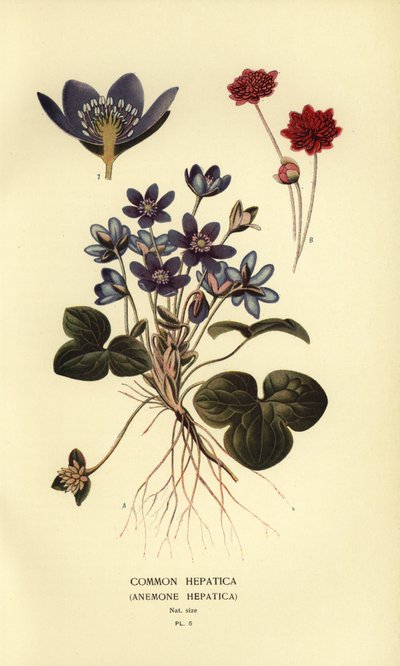 Hépatique commune, Anemone hepatica - Désiré Georges Jean Marie Bois