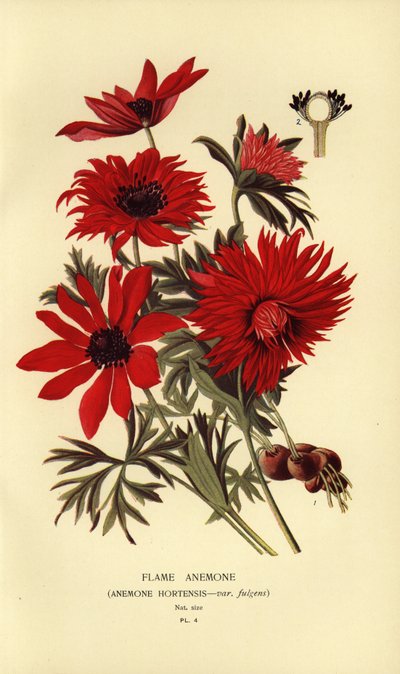 Anémone flamme, Anemone hortensis - Désiré Georges Jean Marie Bois