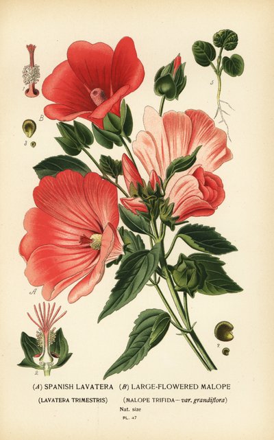Lavatera trimestris et Malope trifida - Désiré Georges Jean Marie Bois