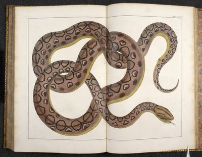 Un python, de 