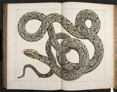 Un python, de 