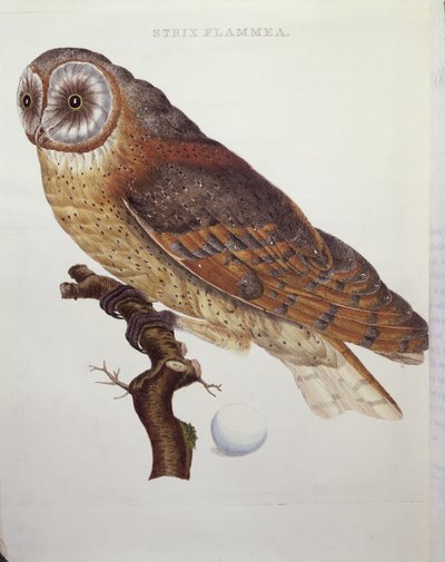 Chouette effraie (Strix Flammea) 1796 - Dutch School