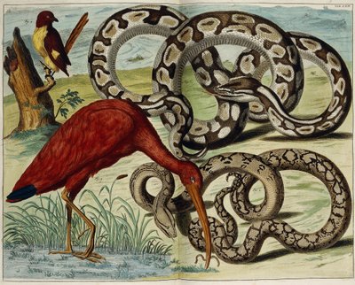 Oiseaux et serpents, planche 62, de "Locupletissimi Rerum Naturalium Thesauri Accurata Descriptio", 1734-1765 - Dutch School