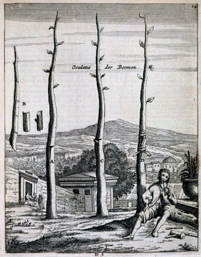 Arbres fruitiers, de De Nederlandze Hesperides par Jan Commelin, publié en 1676 - Dutch School