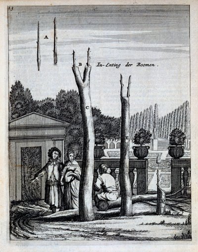 Tilleuls et orangers, de De Nederlandze Hesperides par Jan Commelin, publié en 1676 - Dutch School