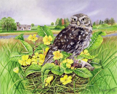 Hibou dans un nid d