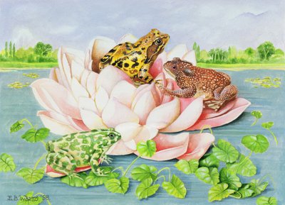 Nénuphar, 1998 - E.B. Watts