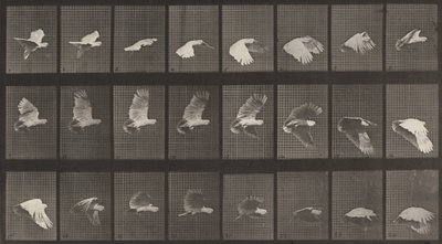 Planche numéro 758. Cacatoès en vol, 1887 - Eadweard Muybridge
