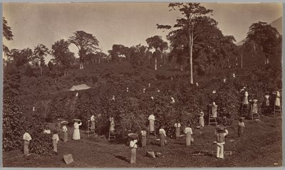 Récolte du café, Las Nubes (Guatemala) - Eadweard Muybridge