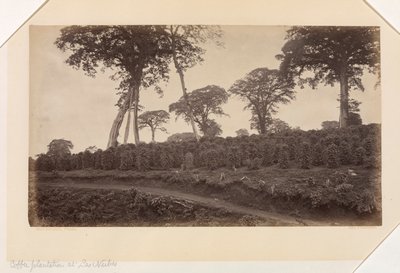 Plantation de café à Las Nubes, Guatemala - Eadweard Muybridge
