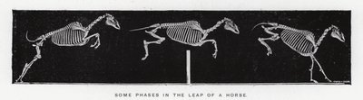 Eadweard Muybridge : Quelques phases du saut d