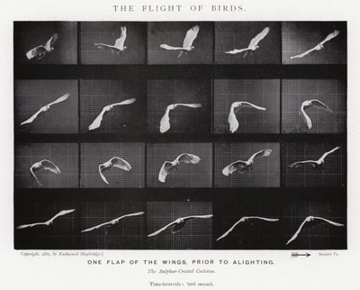 Eadweard Muybridge : Le Vol des Oiseaux (photo n/b) - Eadweard Muybridge