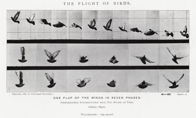 Eadweard Muybridge : Le Vol des Oiseaux - Eadweard Muybridge