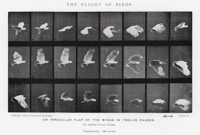 Eadweard Muybridge : Le Vol des Oiseaux - Eadweard Muybridge