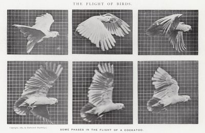 Eadweard Muybridge : Le Vol des Oiseaux - Eadweard Muybridge