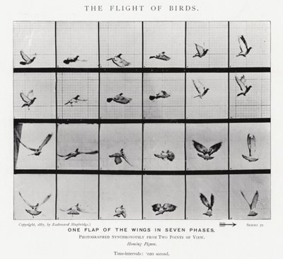 Eadweard Muybridge : Le Vol des Oiseaux (photo n/b) - Eadweard Muybridge