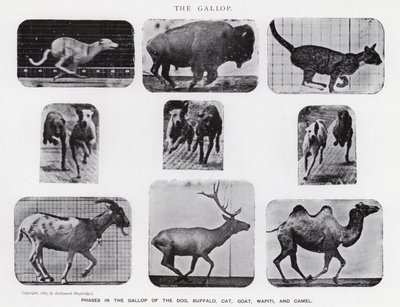 Eadweard Muybridge : Le Galop - Eadweard Muybridge