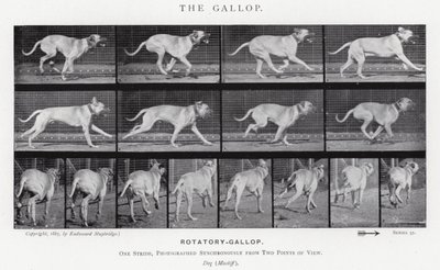 Eadweard Muybridge : Le Galop (photo n/b) - Eadweard Muybridge