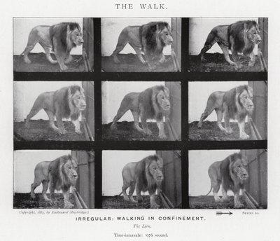 Eadweard Muybridge : La Marche (photo n/b) - Eadweard Muybridge