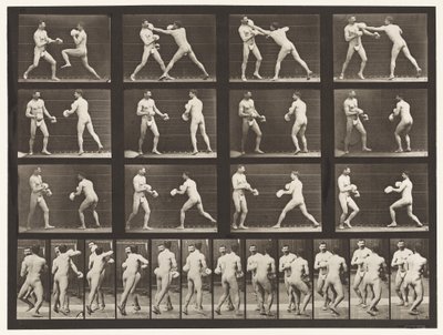 Planche 335. Boxe; Avec gants - Eadweard Muybridge