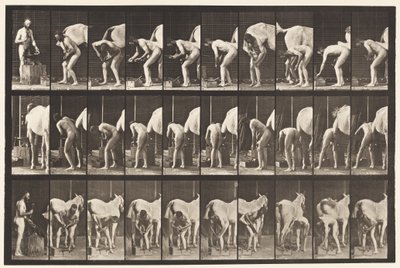 Planche 508. Ferrer un cheval - Eadweard Muybridge