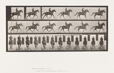 Planche 601. Trotter; Selle; Jument brune Beauty - Eadweard Muybridge