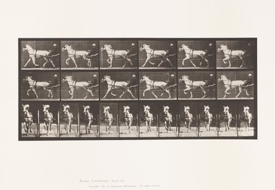 Planche 610. Trotter; Sulky; Jument grise, Katydid - Eadweard Muybridge