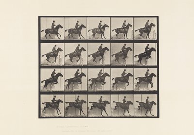 Planche 638. Sauter une Haie; Selle; Cheval Bai Daisy - Eadweard Muybridge