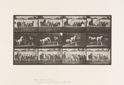Planche 651.A, Sonnerie de cloche; B, Planchette; C, Exercice Militaire - Eadweard Muybridge
