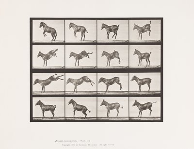 Planche 659. Mule; A, B, Ruant et donnant des coups de pied; Ruth - Eadweard Muybridge