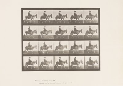 Planche 666. Âne ; Marchant ; Selle ; Une fille chevauchant, zoo - Eadweard Muybridge