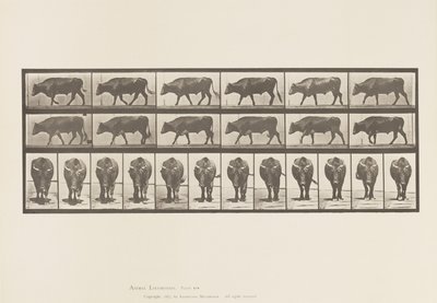 Planche 670. Bœuf; Marchant - Eadweard Muybridge