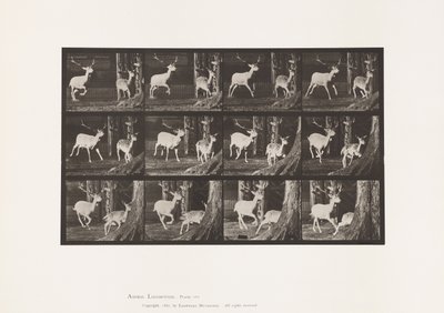 Planche 686. Daim; Cerf et biche; Galopant - Eadweard Muybridge