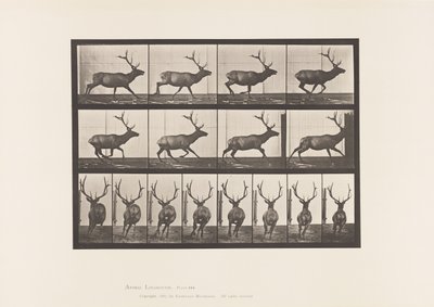 Planche 695. Élan, Galopant - Eadweard Muybridge
