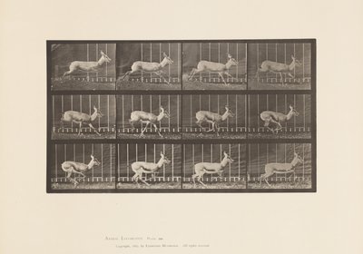 Planche 698. Antilope; Galopant - Eadweard Muybridge