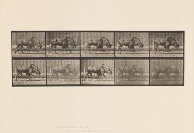 Planche 701. Gnou; Marchant - Eadweard Muybridge