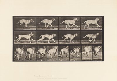 Planche 707. Chien; Galopant; Mastiff - Eadweard Muybridge