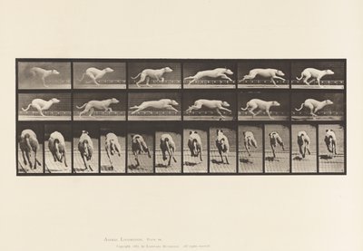 Planche 710. Chien; Galopant; Lévrier Blanc Maggie - Eadweard Muybridge