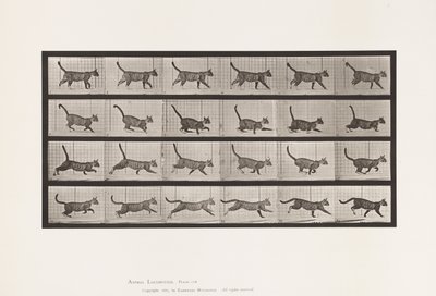 Planche 716. Chat; Marchant, Changeant en Galopant - Eadweard Muybridge