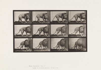 Planche 723. Lion ; Marchant, Se retournant - Eadweard Muybridge