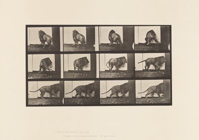 Planche 725. Lion ; Marchant, Se retournant - Eadweard Muybridge