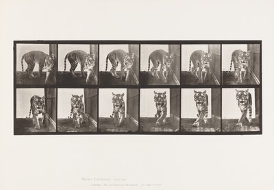 Tigresse; marchant; se retournant - Eadweard Muybridge