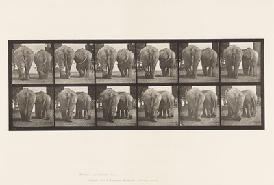 Planche 735. Éléphants ; Deux, marchant - Eadweard Muybridge