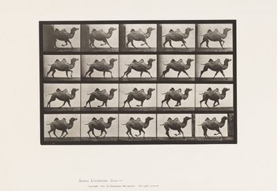 Planche 739. Chameau de Bactriane ; Galopant - Eadweard Muybridge